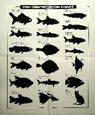 fish-chart
