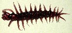 lurkinghorror-centipede
